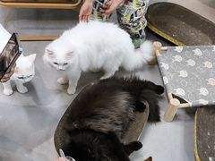 -Heymao猫咖.咖啡厅(东门店)