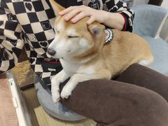 -逗柴咖啡屋·狗咖猫咖宠物桌游