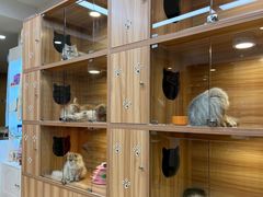 -猫十亿·布偶金渐层·曼基康矮脚猫舍(青年路店)