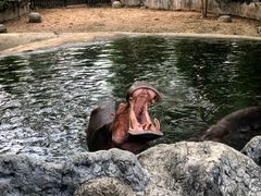 -清迈夜间动物园