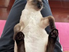 -猫狗日记·自助洗护·宠物寄养·售卖