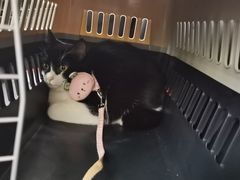 -伟伟宠物医院·CT影像中心·瑞派犬猫综合性门诊(汉口总院)