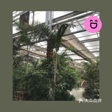 美丽世界——南宫五洲植物乐园