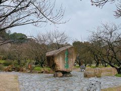 -香雪海