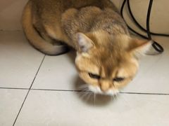 -艾贝尔宠物医院 ·内科全科(梁溪路店)