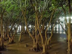 -宝安西湾红树林湿地公园