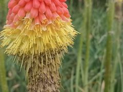 -墨尔本皇家植物园