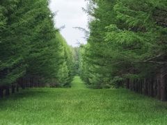 -塞罕坝国家级自然保护区