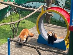 -西霞口神雕山野生动物世界