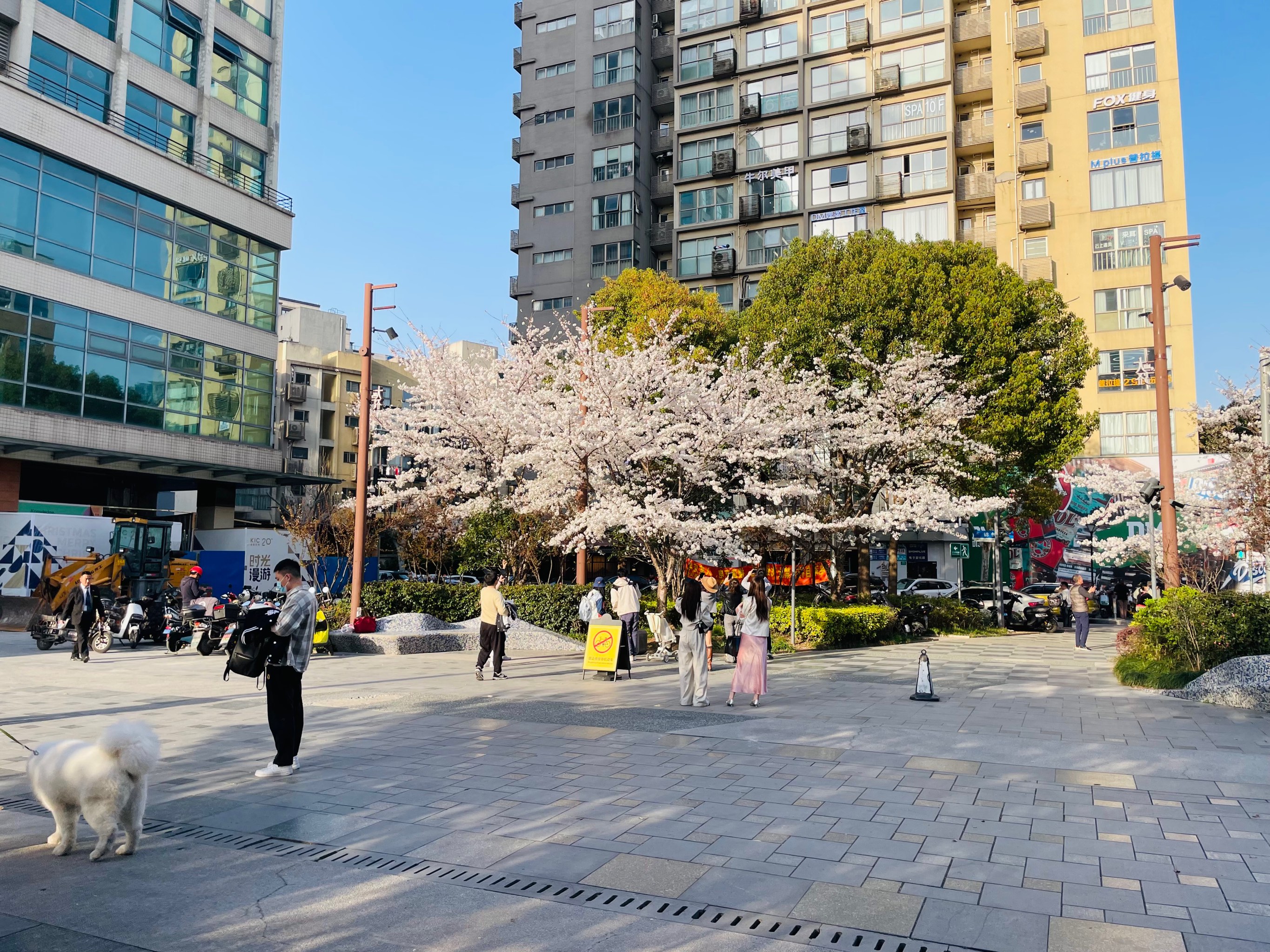 大学路樱花图片