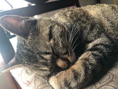 -伟伟宠物医院·CT影像中心·瑞派犬猫综合性门诊(汉口总院)