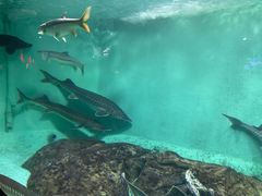 -太平洋海底世界