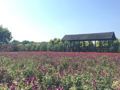 -广东花都香草世界旅游度假区