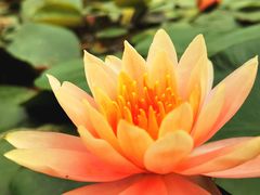 -广西壮族自治区药用植物园