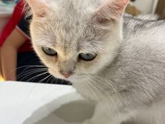 -COLOR PETS 撸猫馆·购猫·猫咖(长风大悦城店)