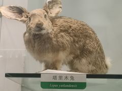 -国家自然博物馆