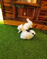 -萌宠亲子动物乐园(槐房万达店)