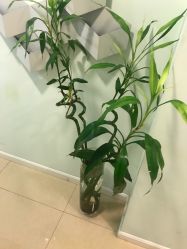 -苗方清颜·祛痘皮肤管理