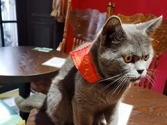 -猫色咖啡·猫咖