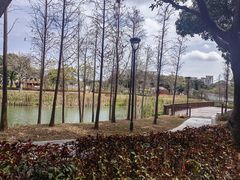 -王借岗森林公园