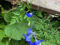 -白草畔自然风景区