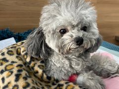 -爱侣宠医·鹦鹉专科·小型哺乳类·异宠专科(灵石路店)