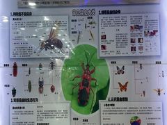 -上海大自然野生昆虫馆