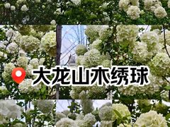 -大龙山(地铁站)