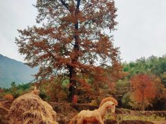 -塔川景区