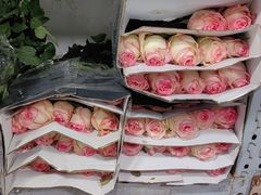 -循礼门鲜花花市(武汉循礼门店)