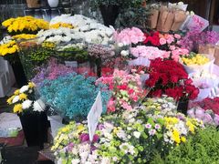 -曲阳花鸟市场(曲阳路店)