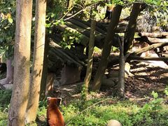-都江堰中华大熊猫苑