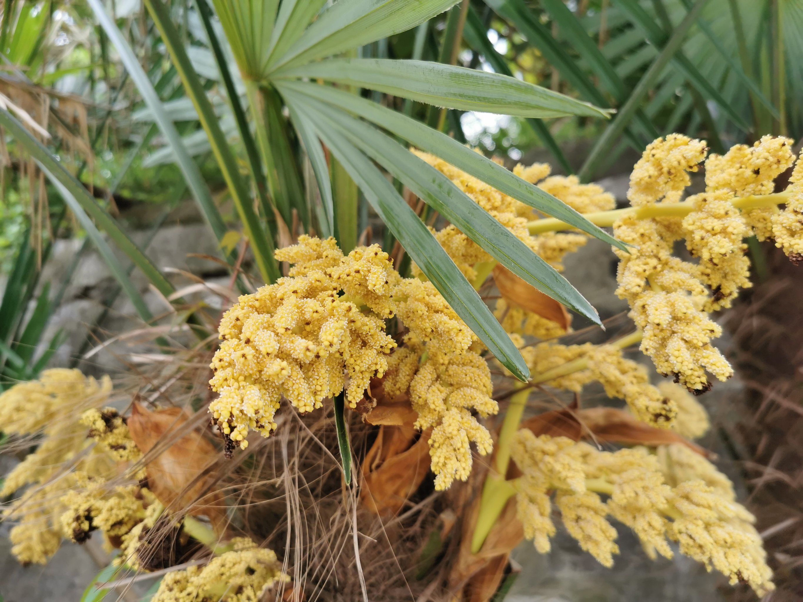 棕榈树开花,难得一见