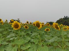 -光明小镇欢乐田园