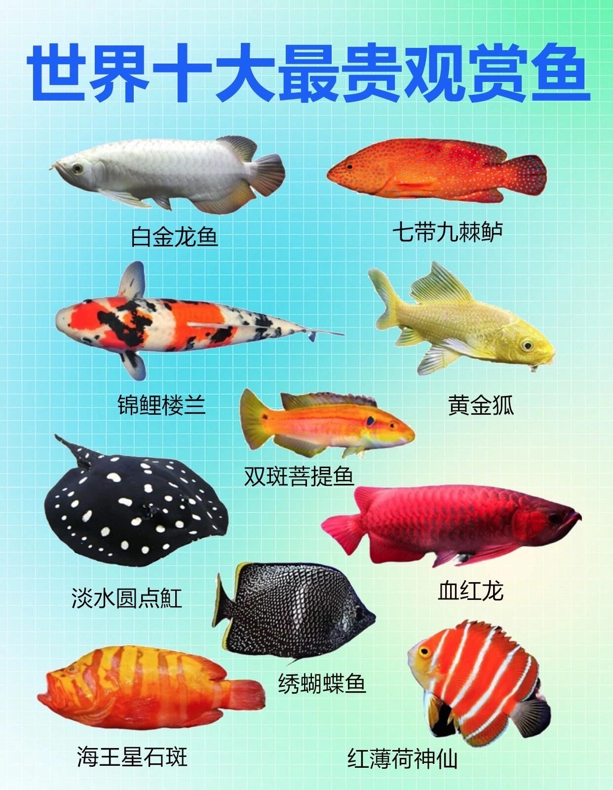 世界十大最贵观赏鱼类