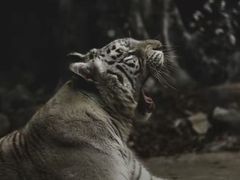 -灵玲国际马戏城