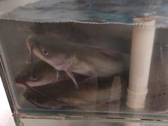 -花千代秘制烤鱼(曼哈顿店)