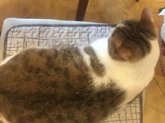 -万小咖.猫咖(中山路天虹店)