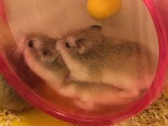 -龙猫仔乐园(惠福东路店)