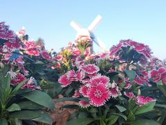 -东莞植物园