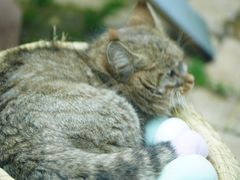 -青藏高原野生动物园