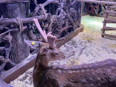 -正佳雨林生态植物园
