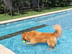 -汪说喵讲宠物乐园宠物酒店(红星美凯龙店)