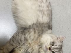 -谐和益家动物医院·免疫绝育·血液透析·宠保定点医院(高新伊藤分院)