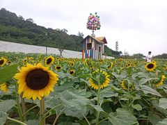 -野狸岛