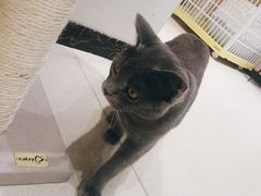 -藏猫猫咖啡主题馆(中央大道店)