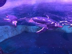 -暹罗海洋世界