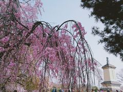-西安青龙寺遗址景区