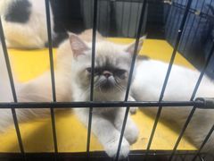 -中环花鸟鱼虫市场