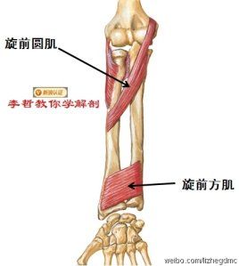 旋前圆肌位于双上肢前臂,为前臂肌前群的重